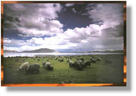 Le plateau Tibtain